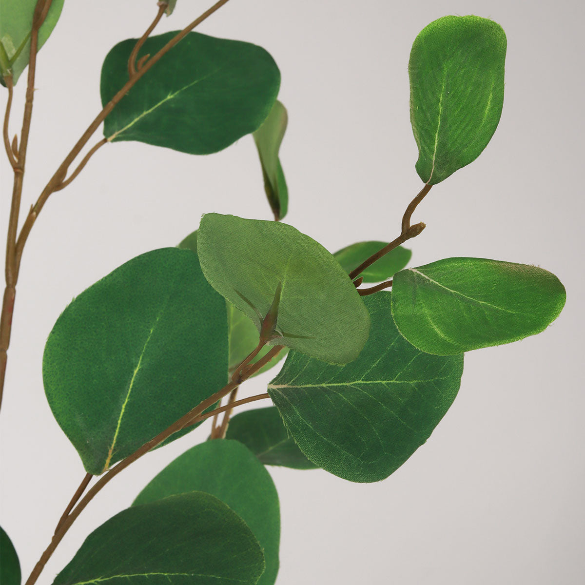 France Eucalyptus - Green - Accessories | Vinoti Living