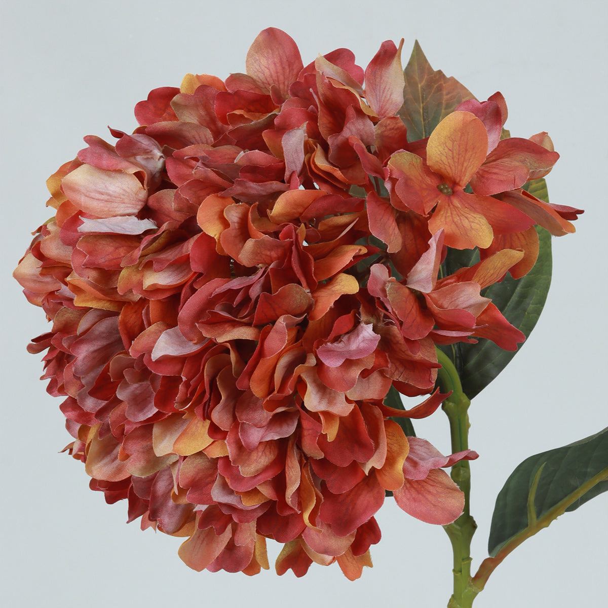 Hydrangea Chili Flower