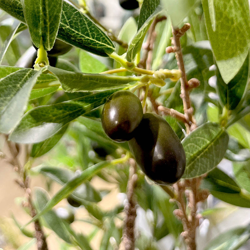 Olive Leaves Flower - Accessories | Vinoti Living
