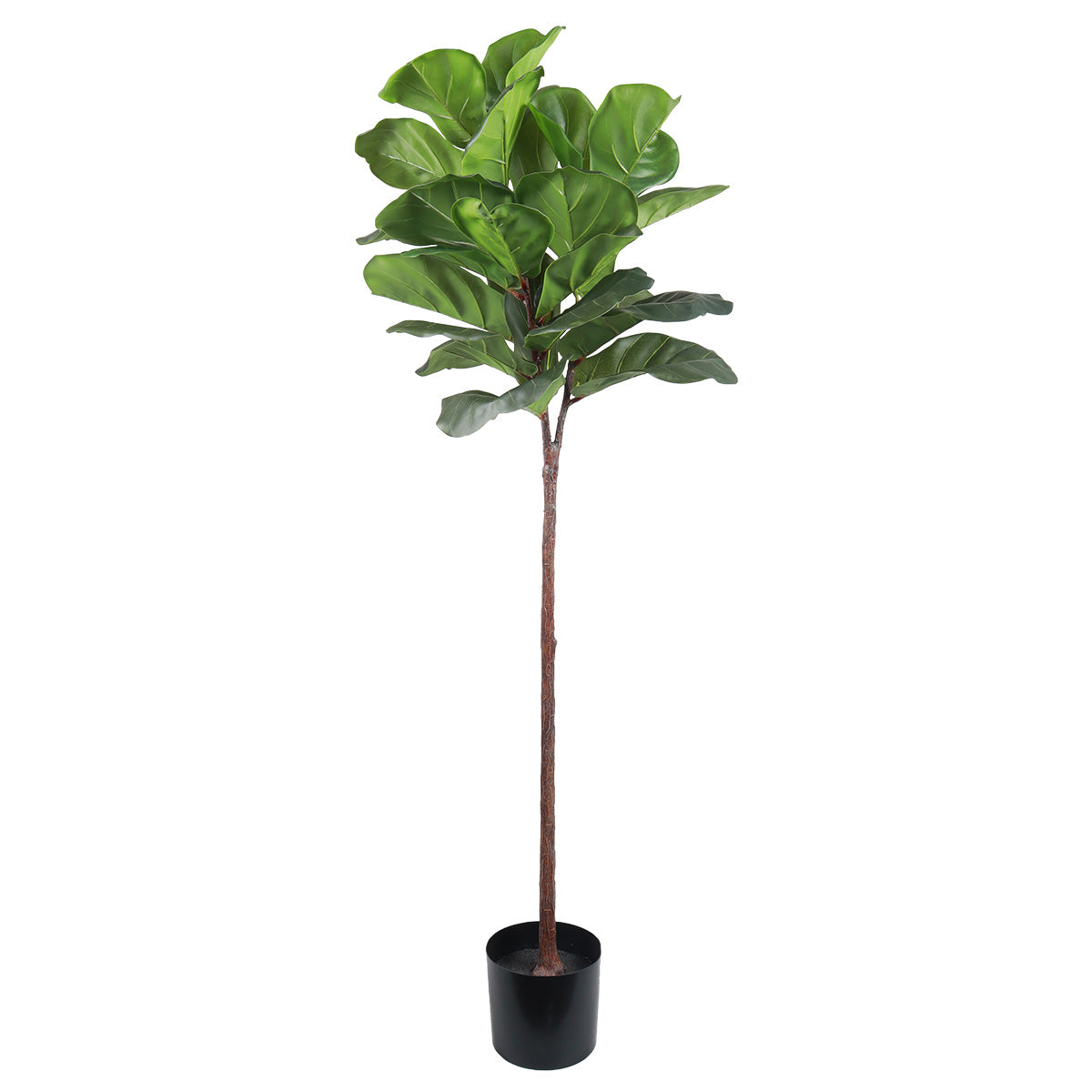 Ficus in Pot - Accessories | Vinoti Living