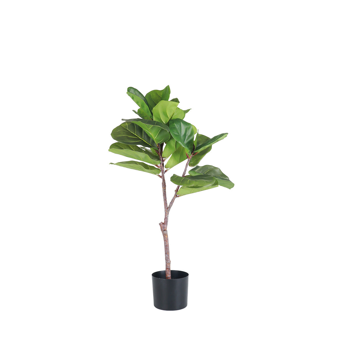 Ficus in Pot Small