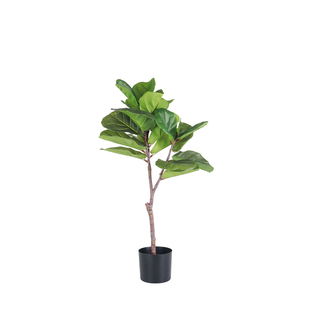 Ficus in Pot Small - Accessories | Vinoti Living