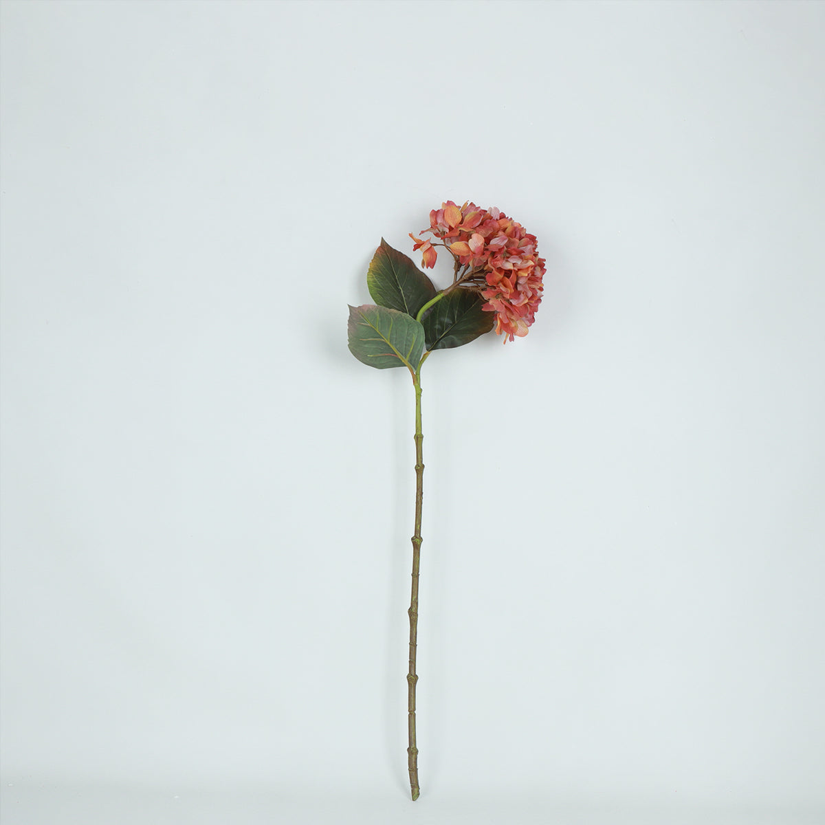 Hydrangea Chili Flower