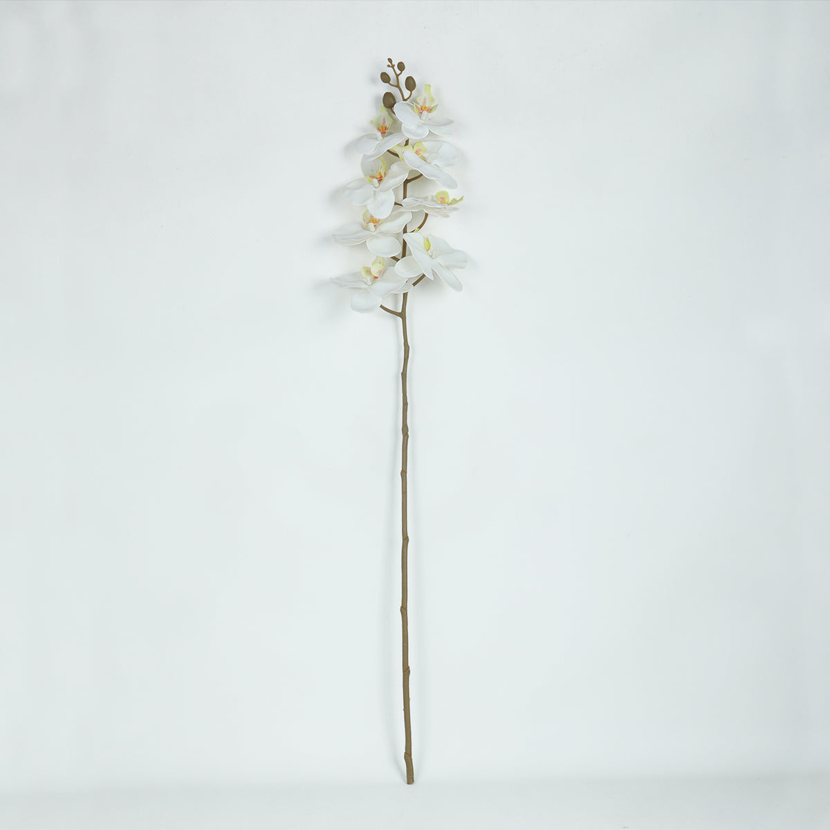 Phalaenopsis Snow Flower - Accessories | Vinoti Living