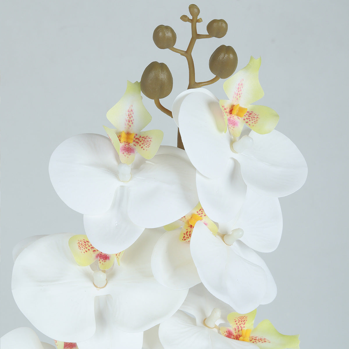 Phalaenopsis Snow Flower - Accessories | Vinoti Living