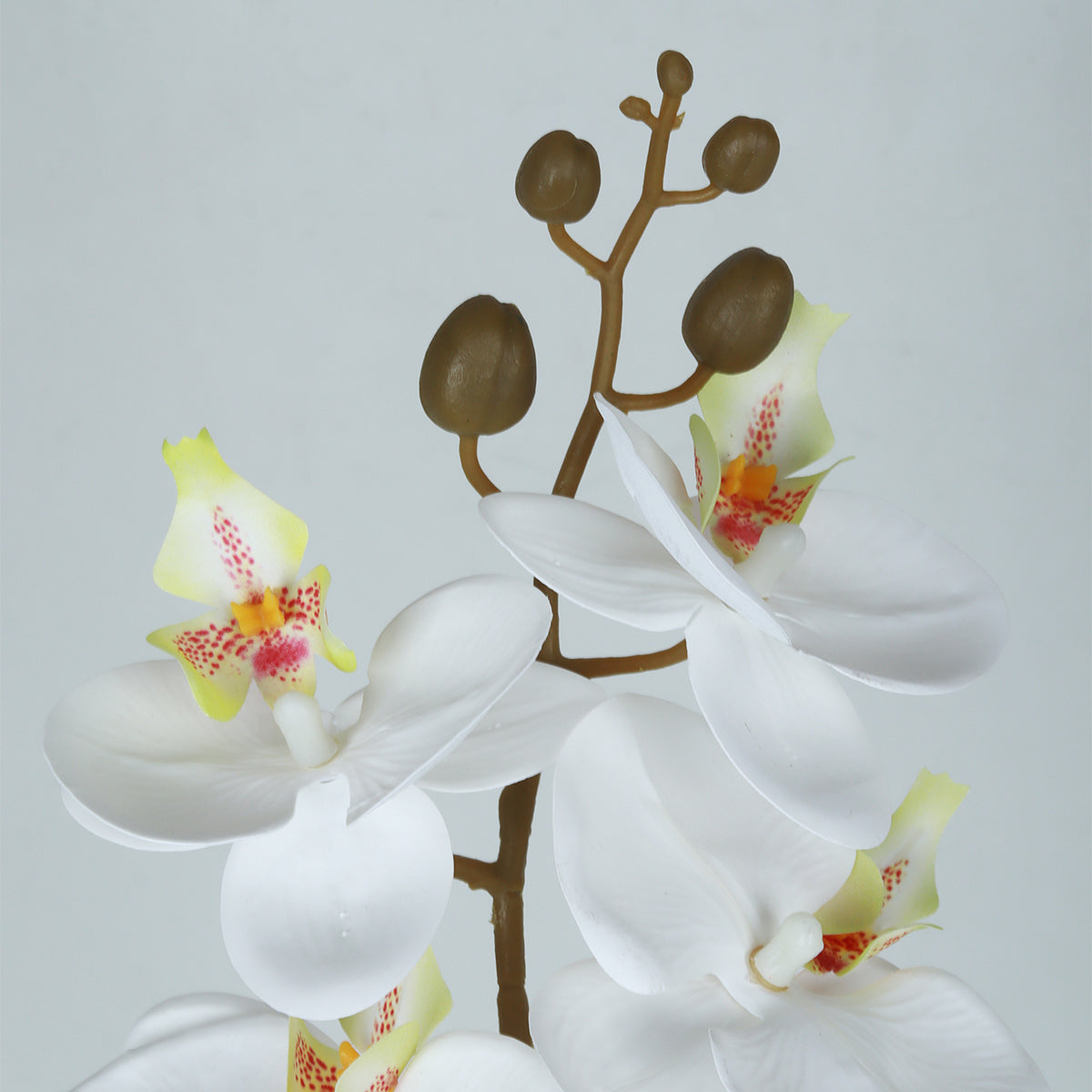 Phalaenopsis White Flower - Accessories | Vinoti Living