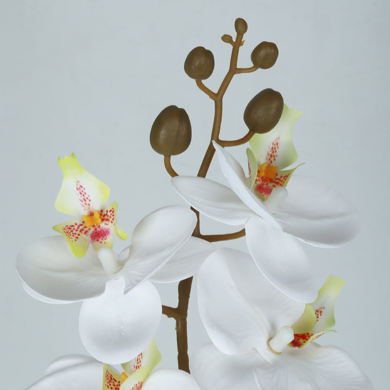 Phalaenopsis White Flower - Accessories | Vinoti Living