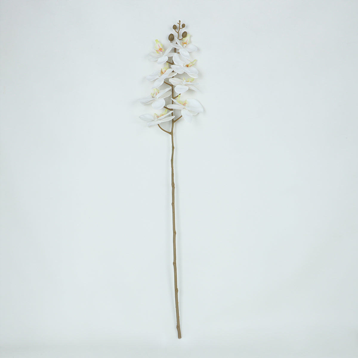Phalaenopsis White Flower - Accessories | Vinoti Living