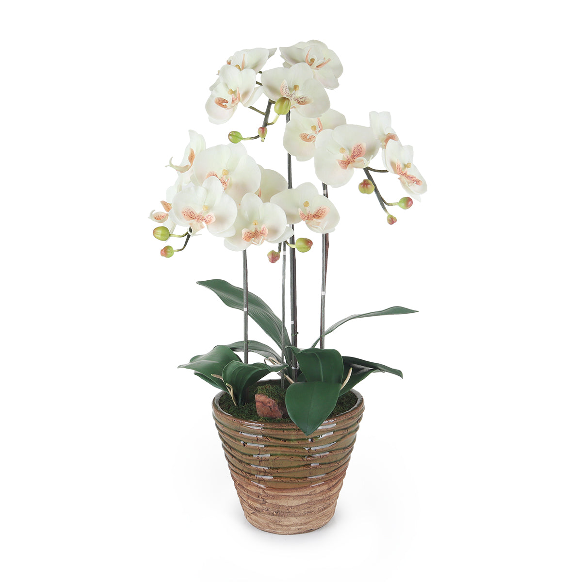 Phalaenopsis In Tapered Pot - White/Brown Flower | Vinoti Living